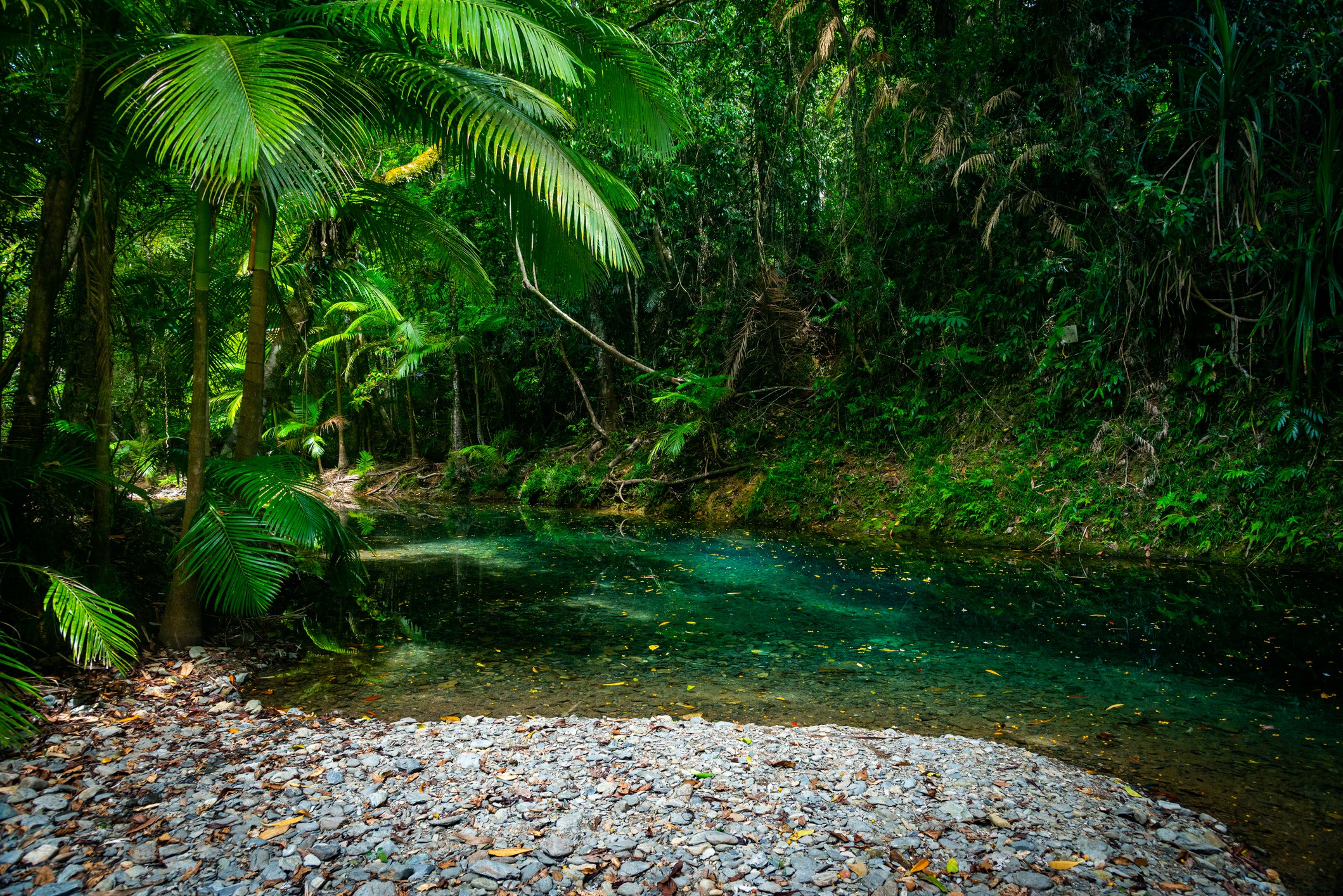 Daintree Rainforest